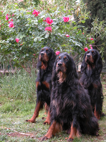 Toilette du Setter Gordon