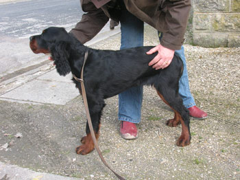 Photo du Setter Gordon