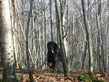 Photo du Setter Gordon