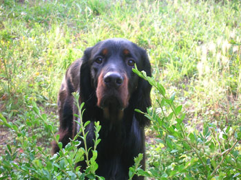 Caractere du Setter Gordon