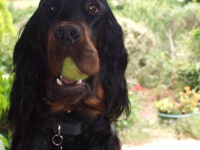 Caractere du Setter Gordon