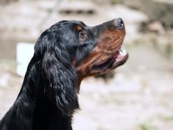 Origine du Setter Gordon