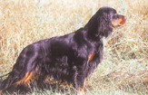 Sante du Setter Gordon