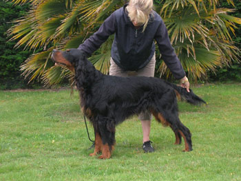 Standard du Setter Gordon