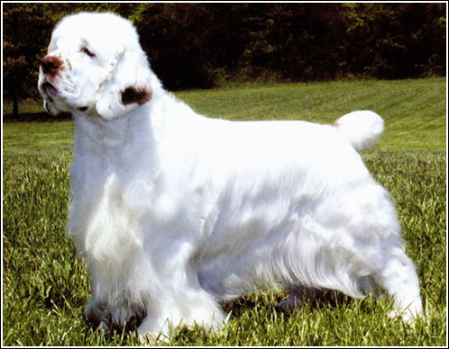 chien clumber spaniel